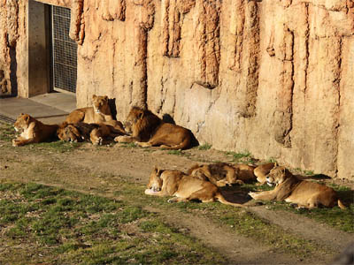 ライオンバスが廃止された後の多摩動物公園のライオン