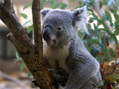 起きたばかりで眠そうなコアラ