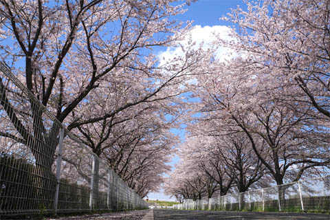 春に満開の花が咲く入曽多目的広場の桜並木