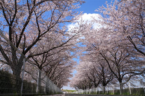 入間基地周辺にある桜並木と快晴の空