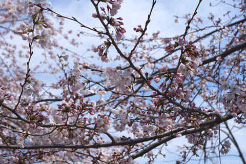 「さくら祭り」の桜の木