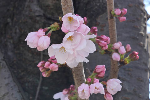 咲きかけの桜のはなびらとつぼみ