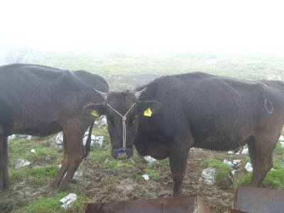 姫鶴平の先にある「五段高原」にいる牛