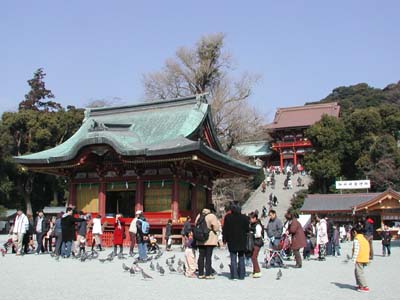 鎌倉の鶴岡八幡宮に集まった観光客と鳩の群れ
