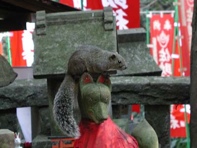 鎌倉の佐助稲荷神社の境内に住みついている野生のリス