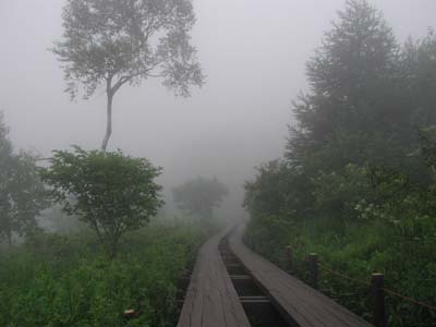 霧に包まれている八島ヶ原湿原の湿地帯を歩く遊歩道