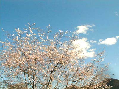 秩父の冬桜