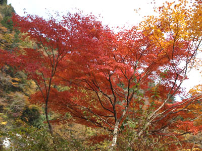 中津峡の紅葉
