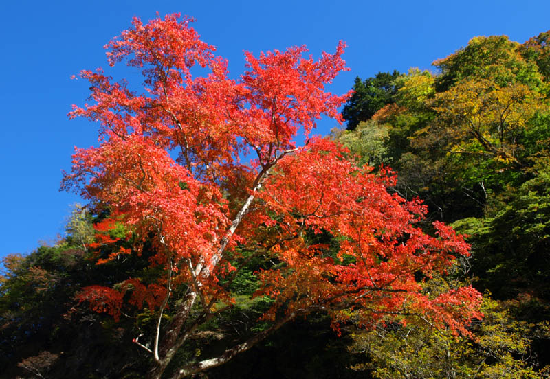 今年一番綺麗だった中津峡の色鮮やかな紅葉