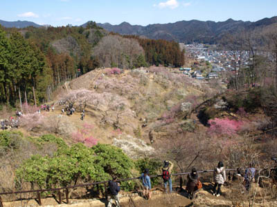 吉野梅郷の丘の上に登る観光客