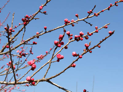 Yoshino plum-grove park in Ome