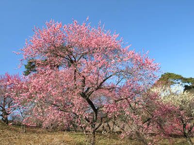 Yoshino plum-grove park in Ome