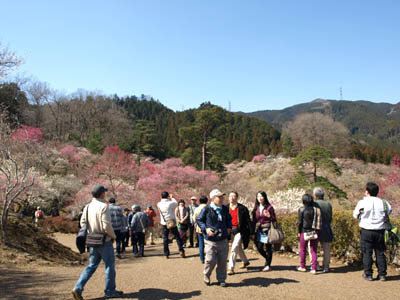 Beni-Yae, Yoshino plum-grove park in Ome