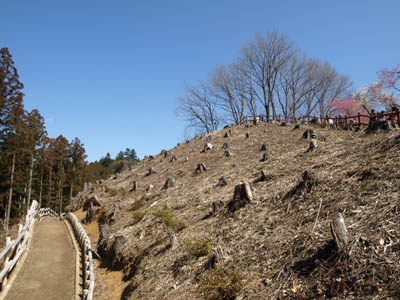 吉野梅郷（青梅梅郷）の伐採された梅の木の切り株