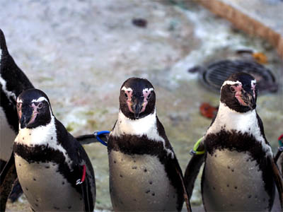 羽村市動物公園のペンギン