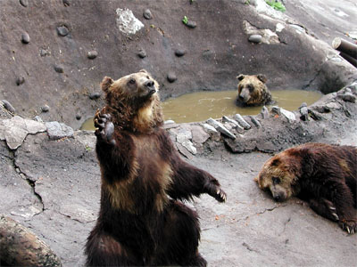 片手をあげて観光客に餌のニンジンを催促する登別熊牧場の熊