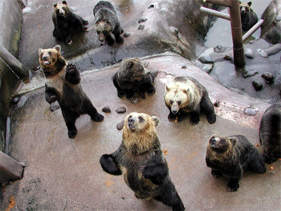 二本足で立って観光客に餌のニンジンを催促する登別熊牧場の熊