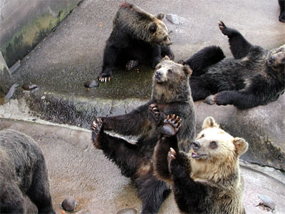 観光客に餌を催促している登別熊牧場の熊
