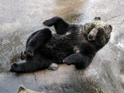 寝そべって手足を挙げて餌を催促するポーズをとっている登別熊牧場の熊