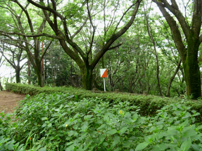 オリエンテーリング元加治コース（パーマネントコース）の桜山展望台の側にある第３ポスト（コントロールポイント）