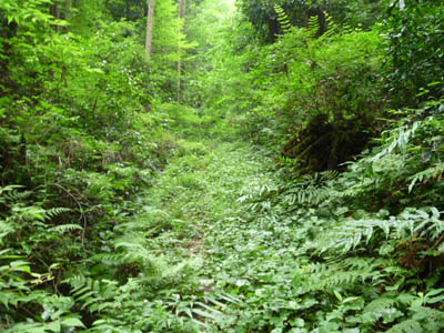 オリエンテーリング越生コース（パーマネントコース）の深い森の中の草が生い茂った小さな道