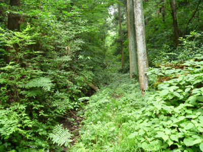 オリエンテーリング越生コース（パーマネントコース）の深い森の中の草が生い茂った小さな道