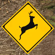 動物注意標識 鹿