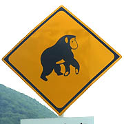 動物注意標識 猿
