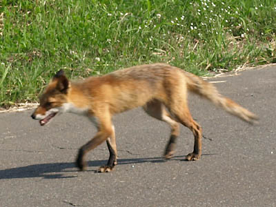 野生の狐