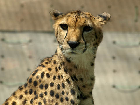 cheetah, Tama Zoo