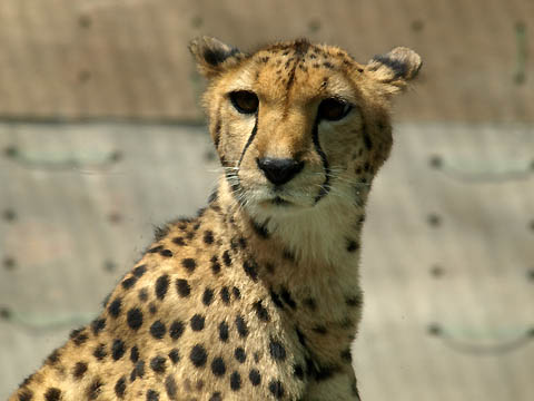 多摩動物公園のチーター