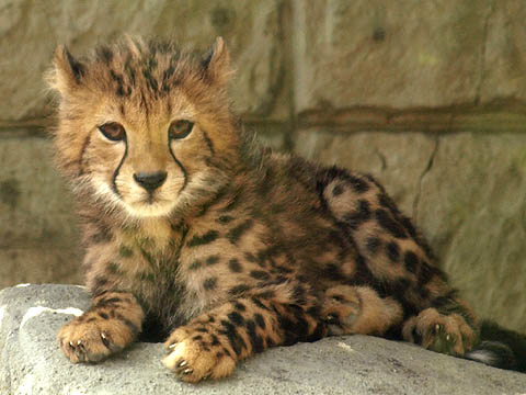 cheetah, baby animal