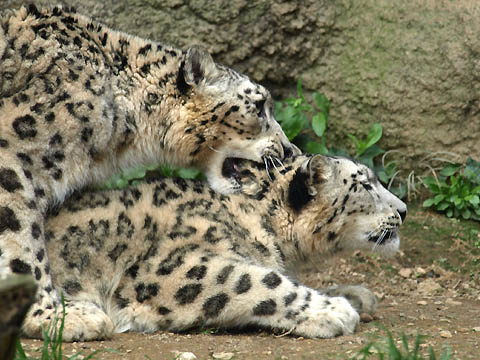 snow leopard, Tama Zoo