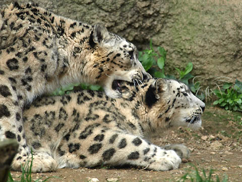 多摩動物公園のユキヒョウ