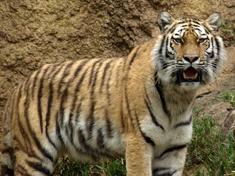 多摩動物公園のトラ