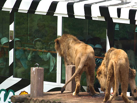 Lion bus of the Tama Zoo, Japan