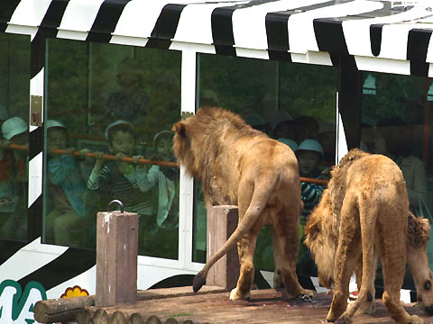 多摩動物公園のライオンバス