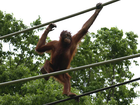 多摩動物公園のオランウータンのスカイウォーク