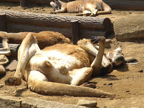 多摩動物公園のカンガルー