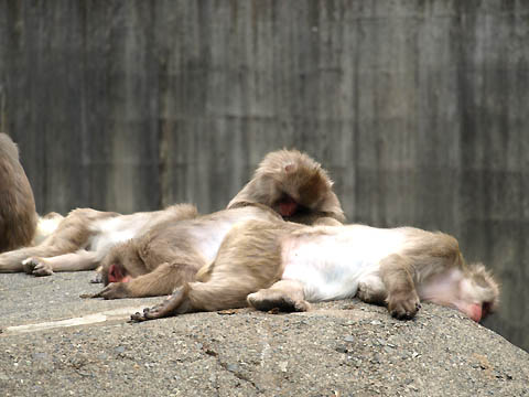 多摩動物公園のニホンザル