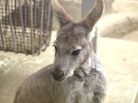 多摩動物公園のケナガワラルー