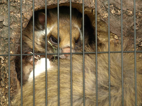 多摩動物公園のムササビ