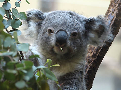 多摩動物公園のコアラ