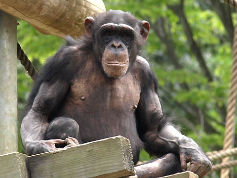chimpanzee, Tama Zoo