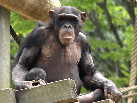 多摩動物公園のチンパンジー