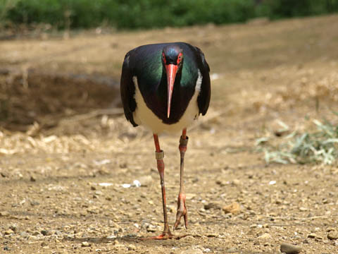 多摩動物公園のナベコウ（コウノトリ科）