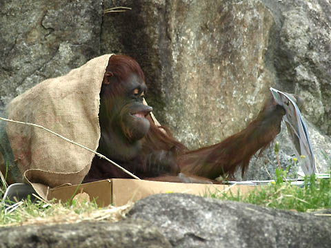 多摩動物公園のオランウータン