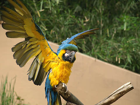 多摩動物公園のルリコンゴウインコ