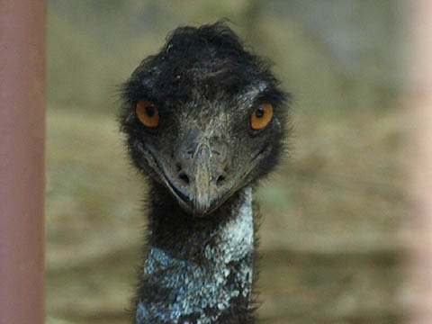 emu, Tama Zoo