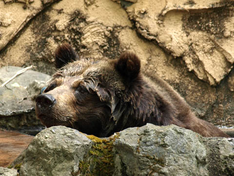 brown bear, Tama Zoo